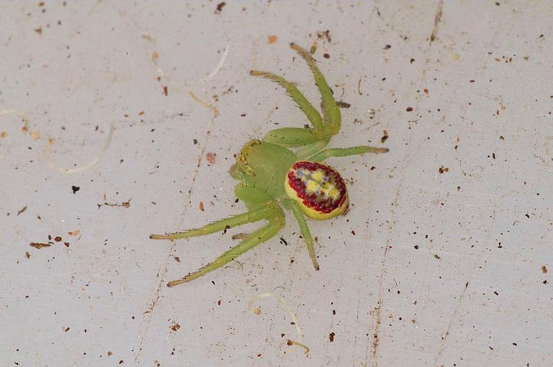 Diaea_evanida_D7740_Z_88_North Stradbroke island_Australie.jpg